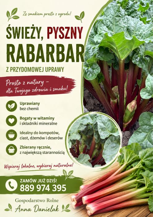 Świeży rabarbar