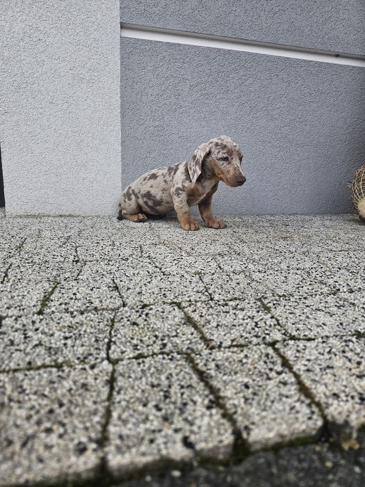 Jamnik miniaturowy suczka choco merle Warszawa Ursynów • OLX.pl