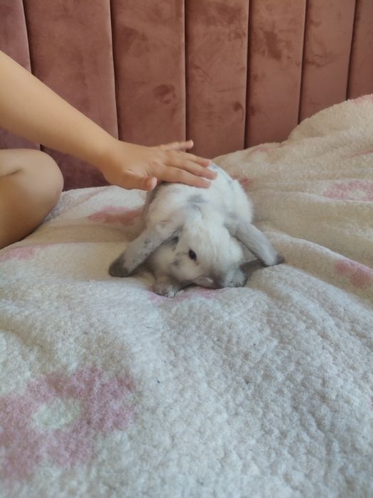 Mini Lop królik 5 m-cy klatka