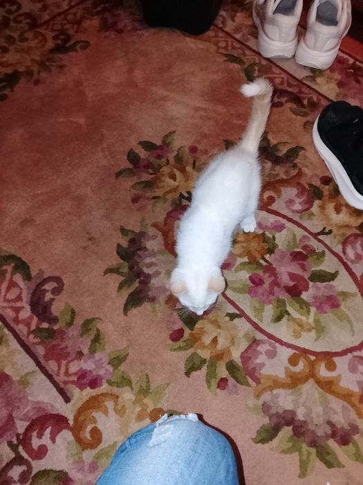 Dou gatinha , meiga e brincalhona.
