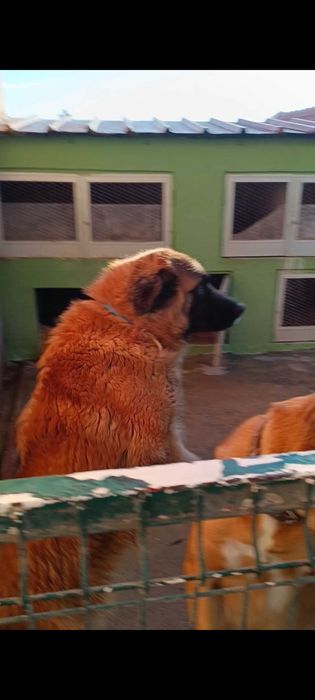 Doa-se filhote de cão porte Grande