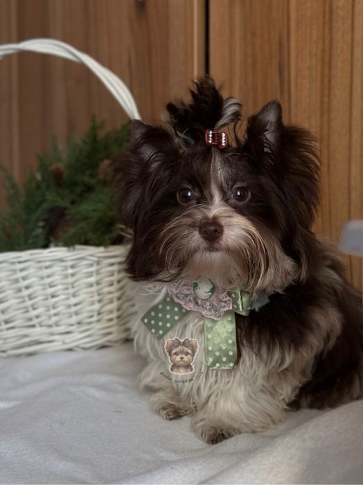 Цуценя Йорк Шокомерле