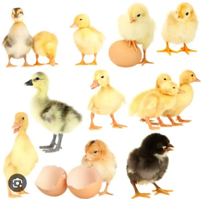 Курчата,каченята