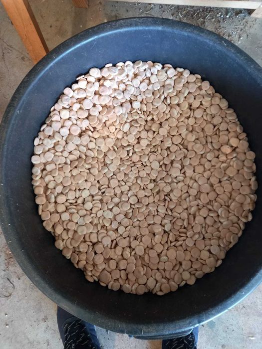 Tremoços Biológicos