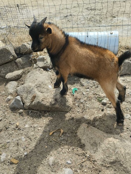 cabritinho anão baixinho
