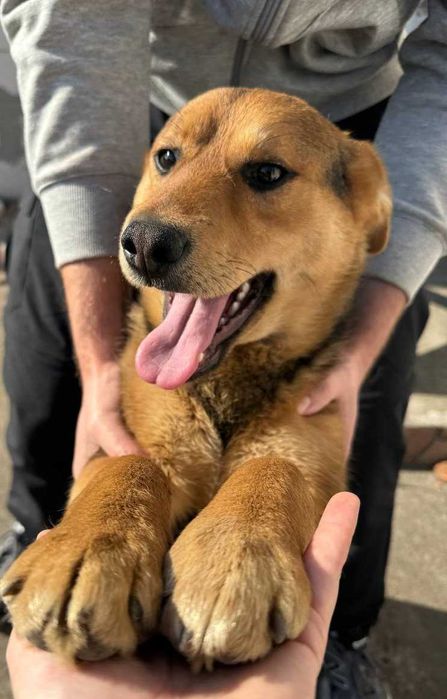 Віддам цуценя в сім'ю