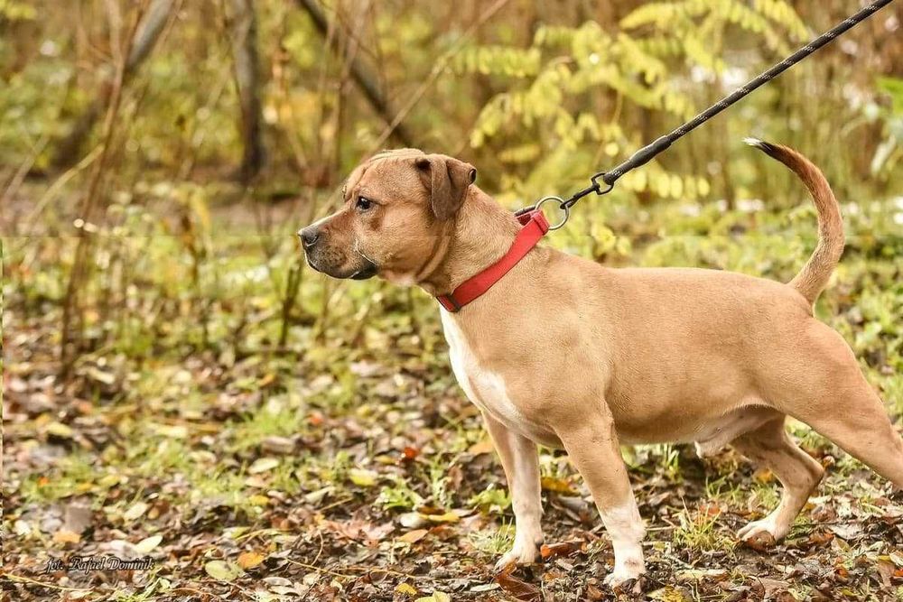 Niewidomy Dasti szuka domu!