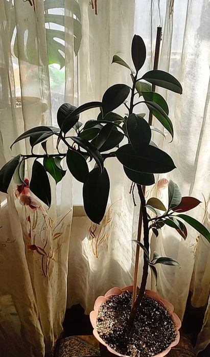 Рослинки на обмін.