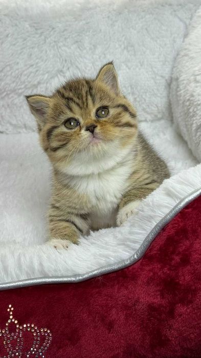 Шотландська прямовуха дівчинка Черрі