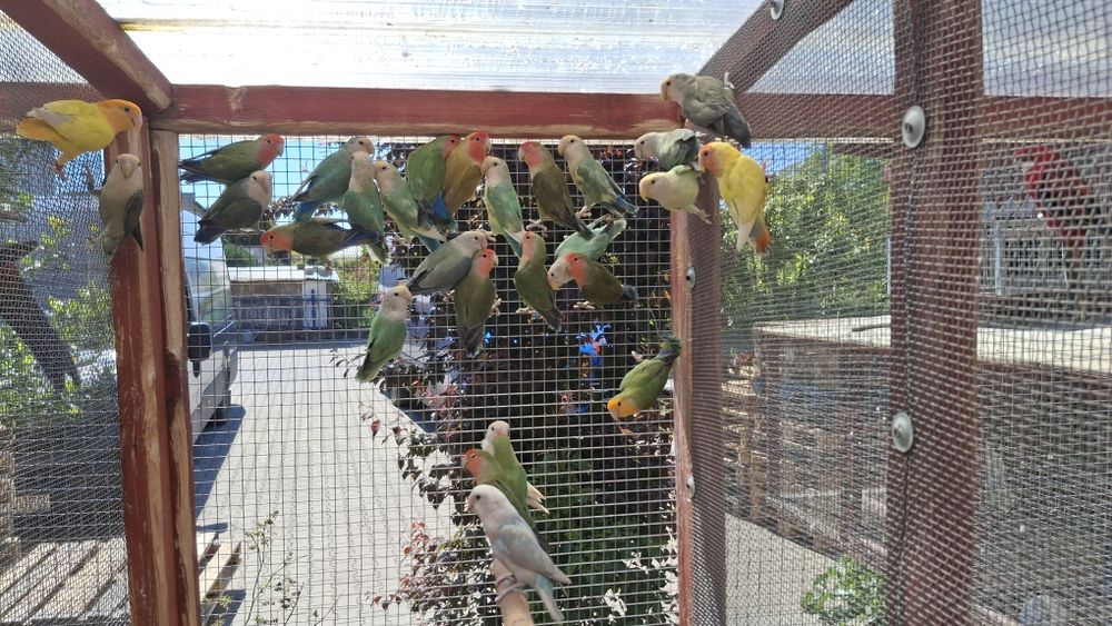 Papugi nierozłączki czerwonoczelna