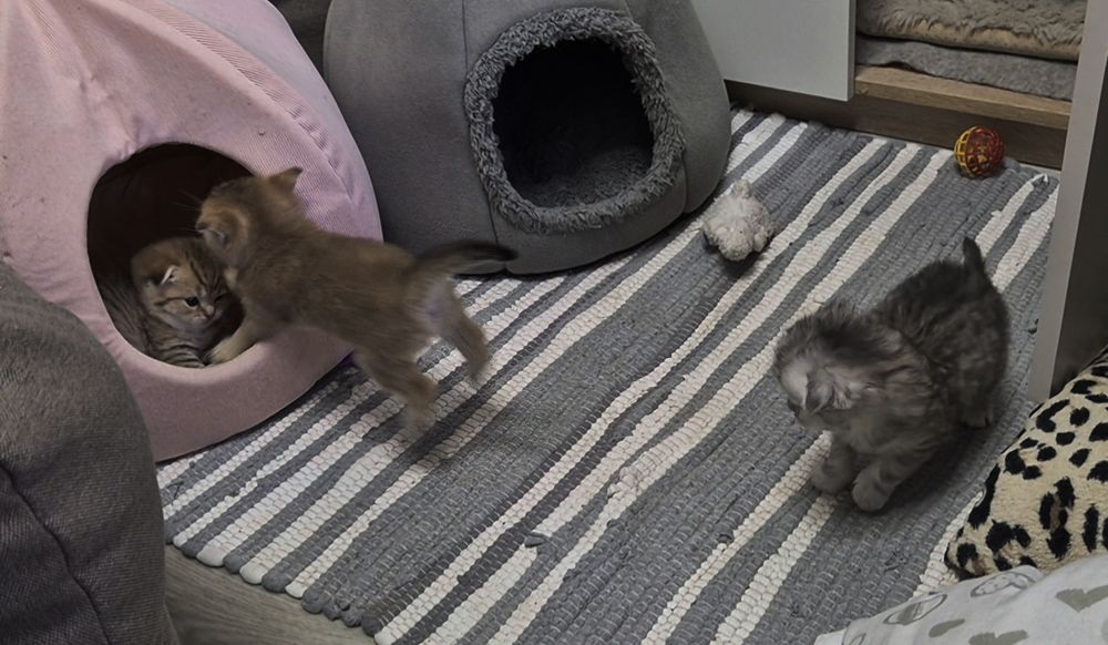 Шотландские котята вислоушки и прямоушки 3 девочки и мальчик