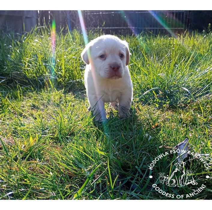 Labrador retriever biszkoptowa suczka rodowód