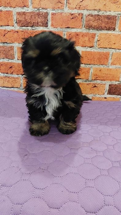 Shih-tzu  chlopak