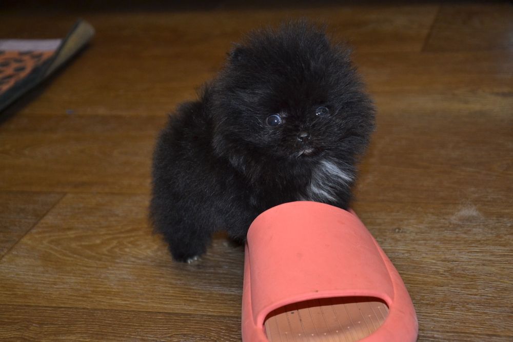 Міні хлопчики.Привезу по Україні!