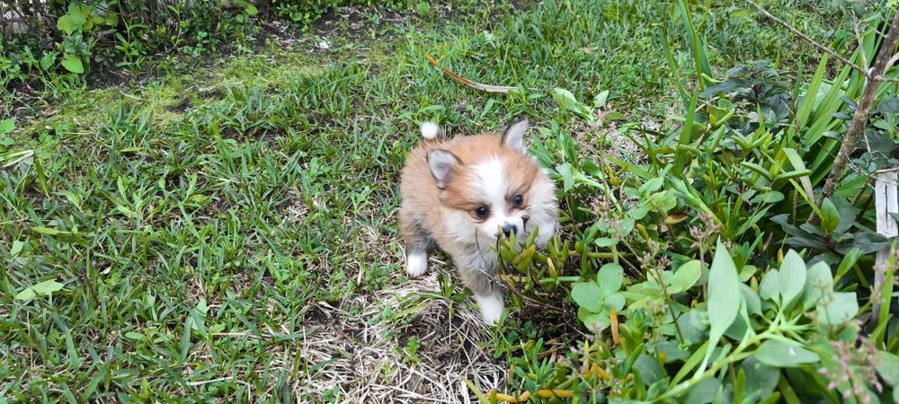 Spitz alemão anão Lulu da Pomerânia  criado em ambiente familiar dispo