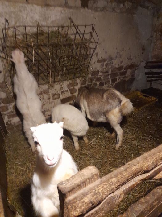 Продам кози і козенят