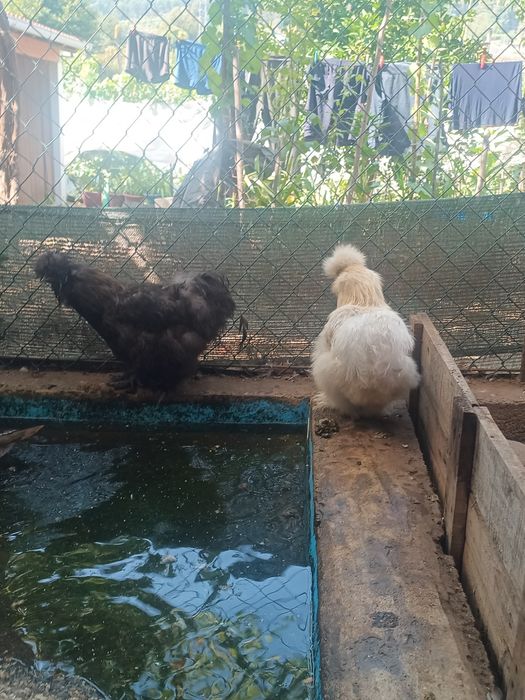 Brahmas, sedosas, pombos e faisões