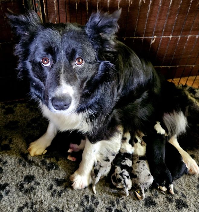 Border Collie ZKwP FCI