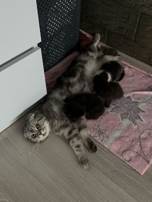 Шотландська дівчинка