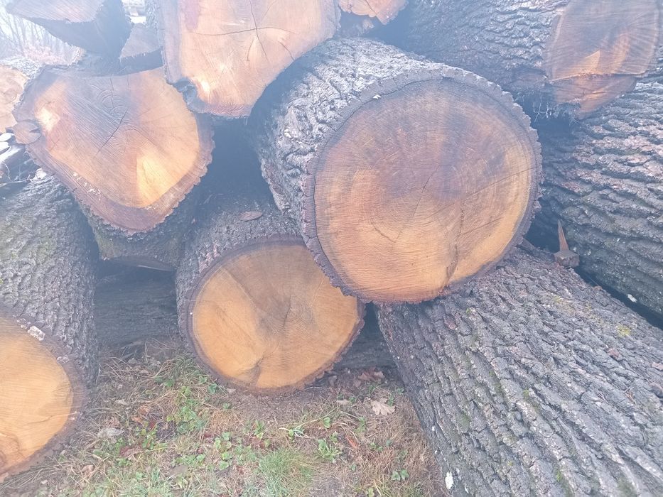 Дуб кругляк продам