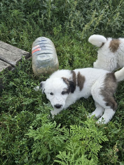 Віддам безкоштовно цуценя алабая