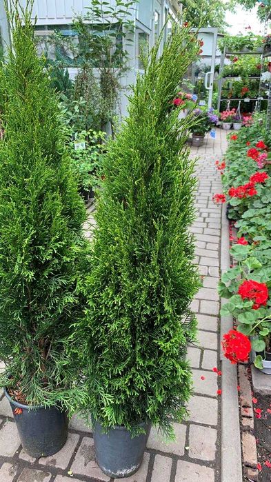 Туя західна «Smaragd» Висота 100 см