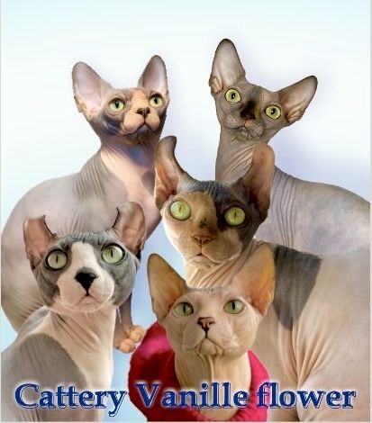 Канадский сфинкс эльф