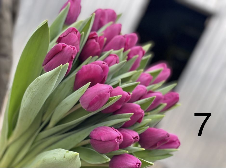 Тюльпан до 14 лютого та 8 березня