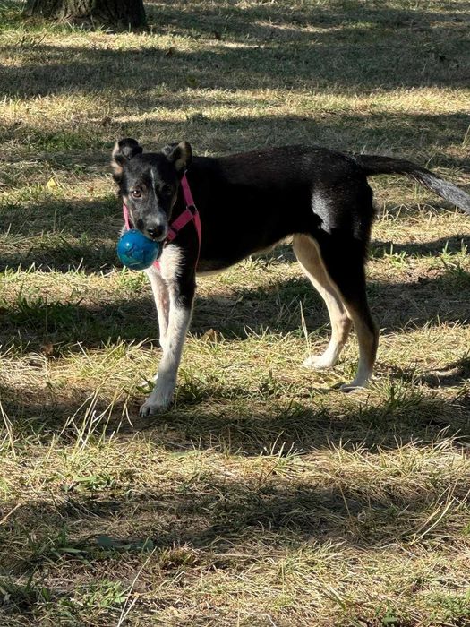 Cadela 6 meses para adoção responsável