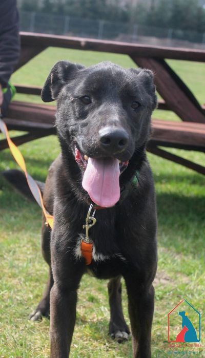 Sila 234/24 - SZUKA DOMU!