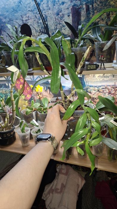 Орхідея дендробіум