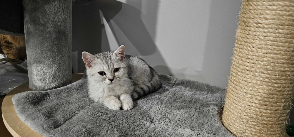 Urocza kotka brytyjska