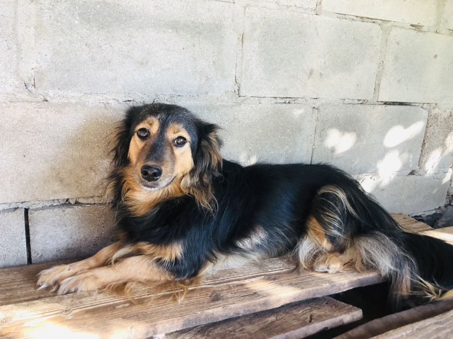 Отдам собак,стериализованные