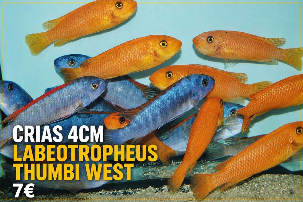 Labeotropheus Trewavasae Thumbi West