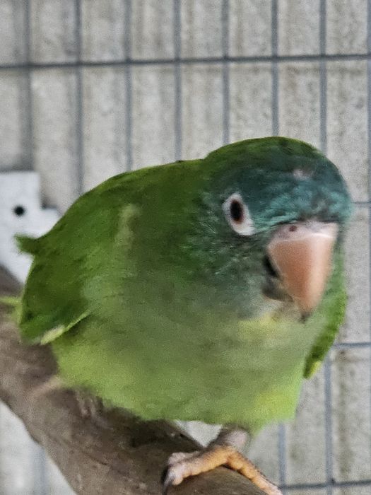 Conure de cabeça azul