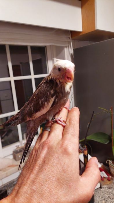 Caturras bebes para acabar de criar a mão