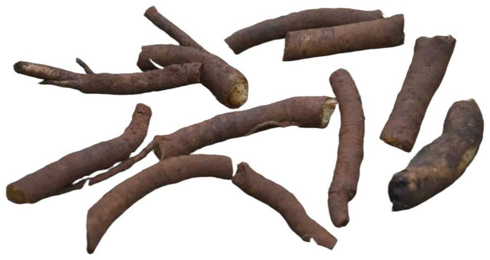 Raízes de Consolda Bocking 14 (Estéril) - O Adubo Natural da Permacultura