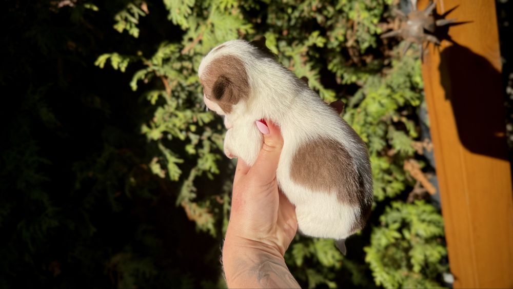 Chihuahua PIESEK xxs biało-czekoladowy