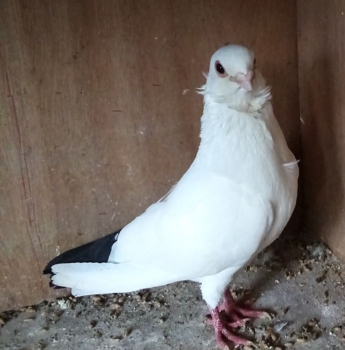 Mewki egipskie  mazowieckie barwnoogoniaste