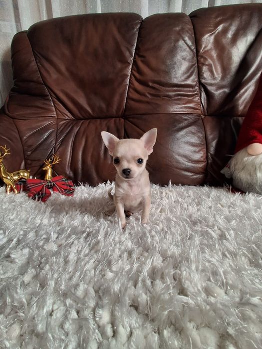 Śliczna suczka chihuahua