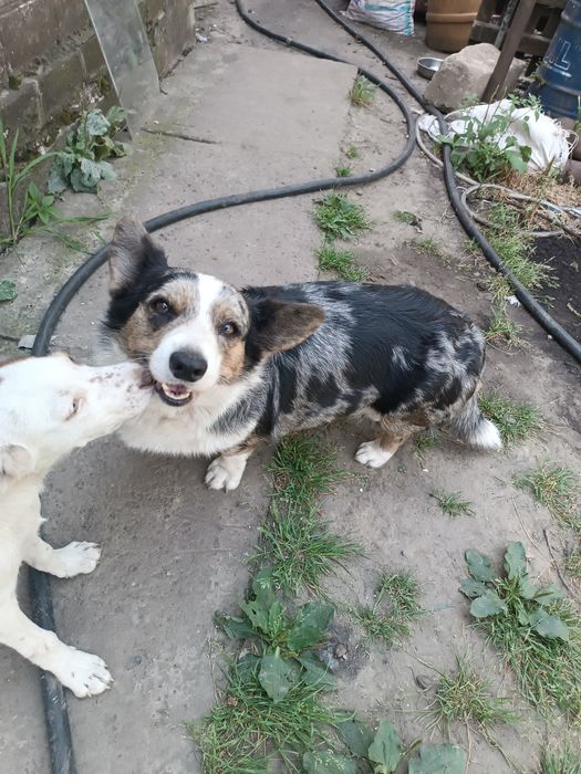 Вельш корги кардиган