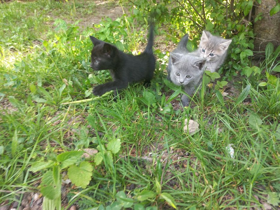 Котики кошенята котенята киця