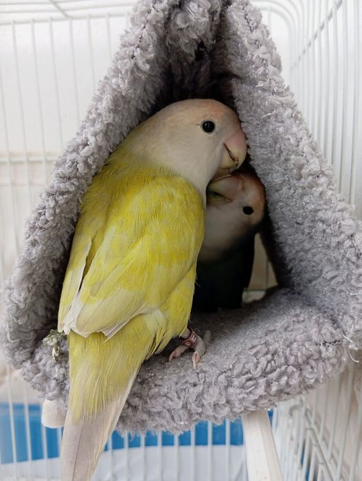 2 Agapórnis domésticados