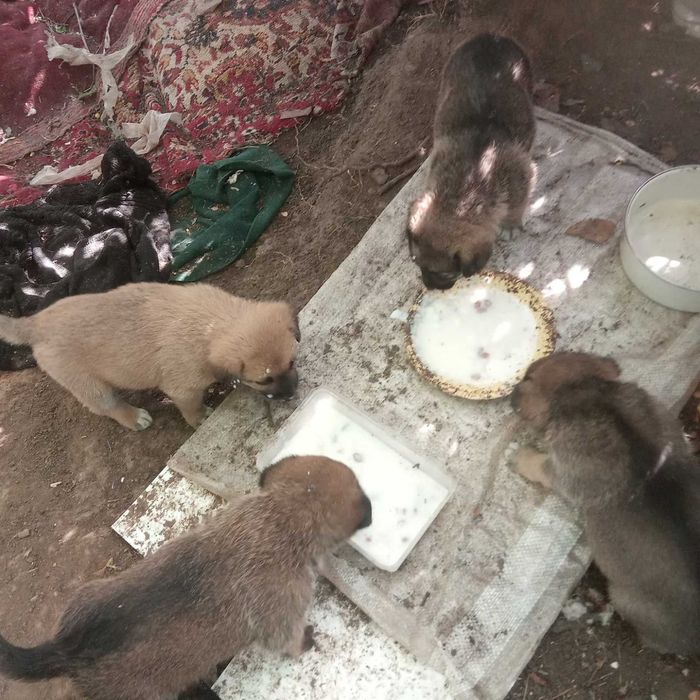 Продам очень красивых щенят