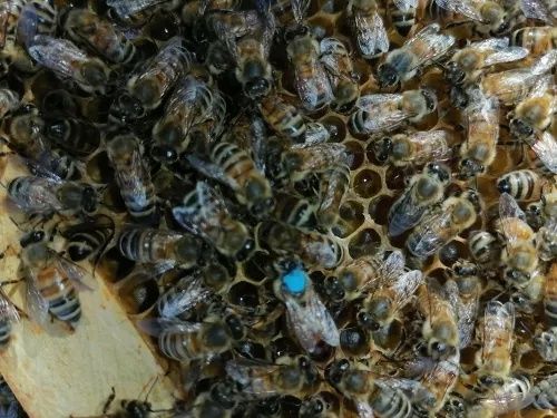 Canetas marcador para abelhas rainha - apicultura - novas