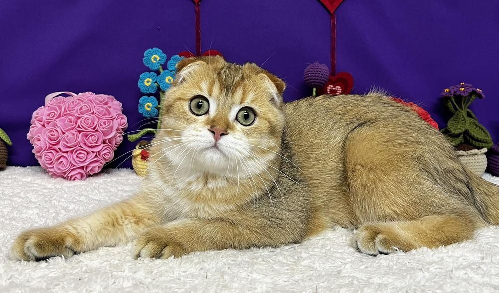Шотландський золотий висловухий котик