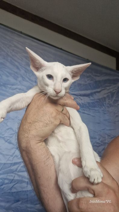 Peterbald koteczka