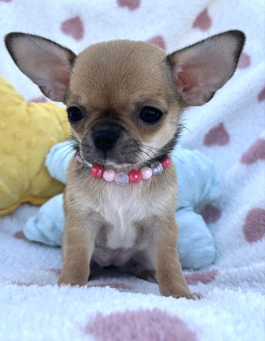 Chihuahua femea Pelo Curto