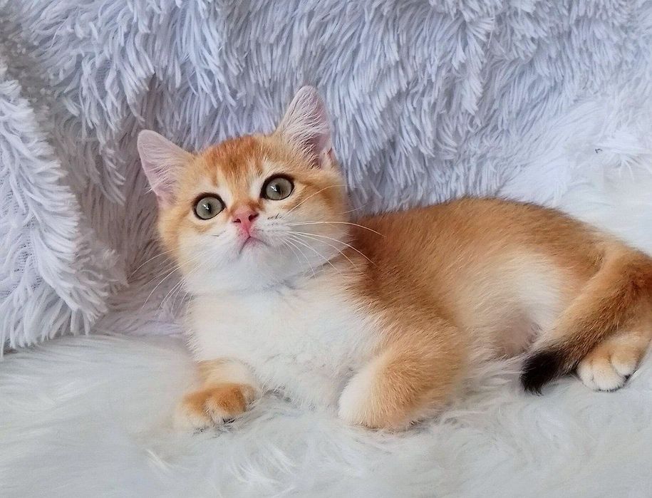 Золота шиншилла, чудовий хлопчик