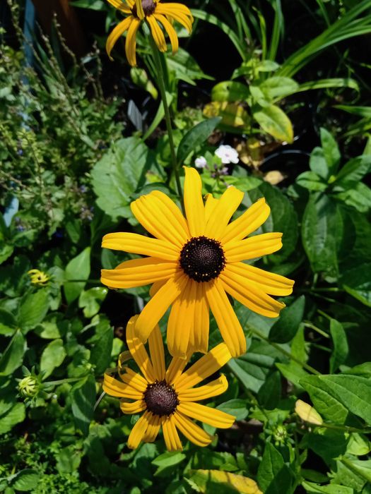 Funkie i inne rośliny ozdobne